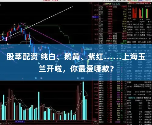 股莘配资 纯白、鹅黄、紫红……上海玉兰开啦，你最爱哪款？